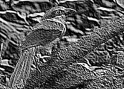 Skamielina