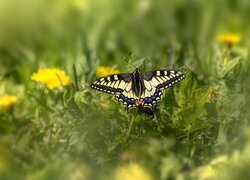 Oryginalny obrazek