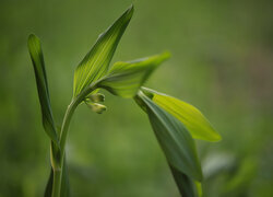 Oryginalny obrazek