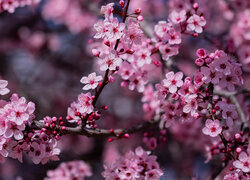 Oryginalny obrazek