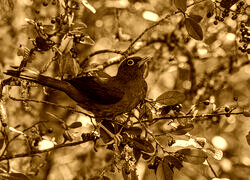 Sepia