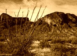 Sepia