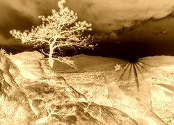 Sepia + Negatyw