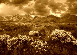 Sepia