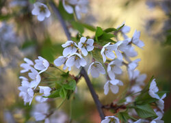 Oryginalny obrazek