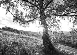 Szary + Sepia