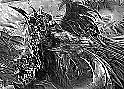 Skamielina