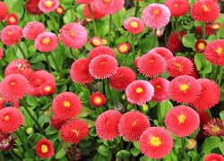 Oryginalny obrazek