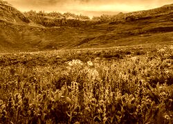 Sepia