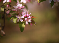 Oryginalny obrazek