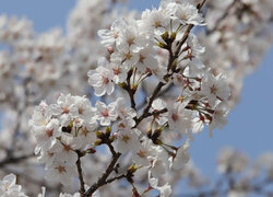 Oryginalny obrazek