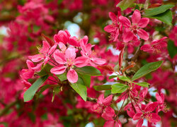 Oryginalny obrazek