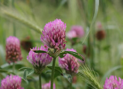Oryginalny obrazek