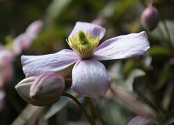 Oryginalny obrazek