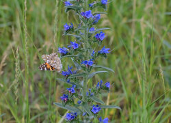 Oryginalny obrazek