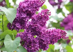 Oryginalny obrazek