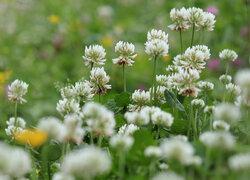 Oryginalny obrazek