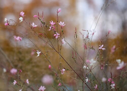 Oryginalny obrazek