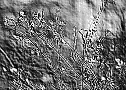Skamielina