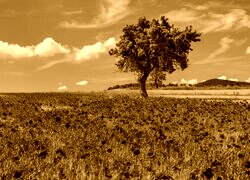 Sepia