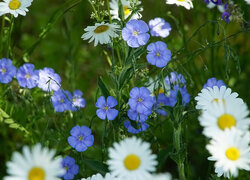 Oryginalny obrazek
