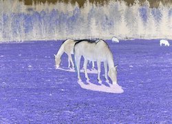Negatyw