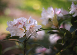 Oryginalny obrazek