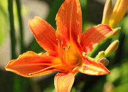 Oryginalny obrazek