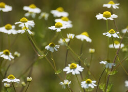 Oryginalny obrazek