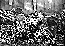 Skamielina