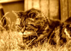Sepia