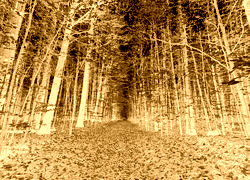 Sepia + Negatyw