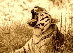Sepia