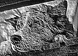 Skamielina