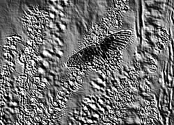 Skamielina