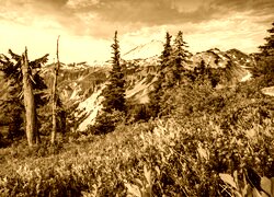 Sepia
