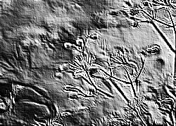 Skamielina