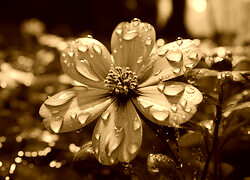 Sepia