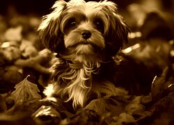Sepia