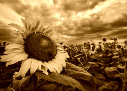 Sepia