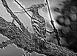 Skamielina