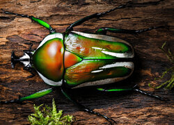 Oryginalny obrazek