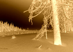 Sepia + Negatyw