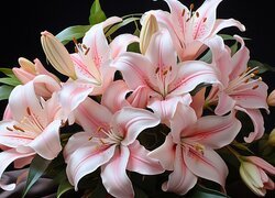 Oryginalny obrazek