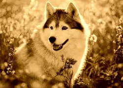 Sepia