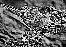 Skamielina
