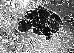 Skamielina