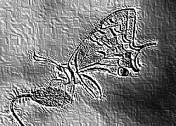 Skamielina