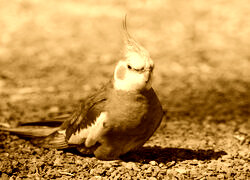 Sepia