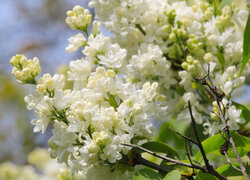 Oryginalny obrazek
